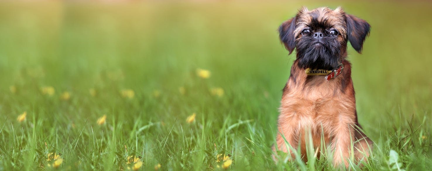 Dog Names Meaning Affectionate Popular Male And Female Names Wag 